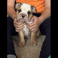 English Bulldog