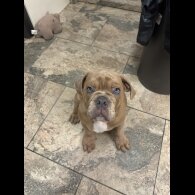 English Bulldog