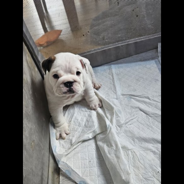 English Bulldog