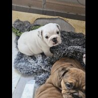 English Bulldog