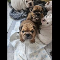 English Bulldog