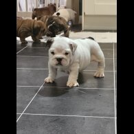 English Bulldog
