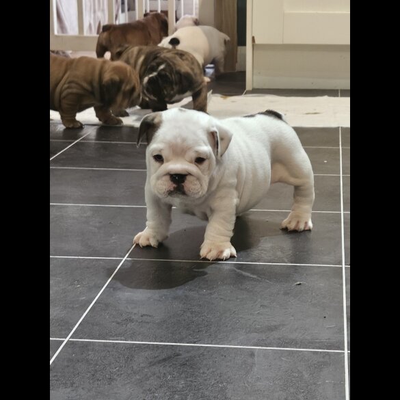 English Bulldog