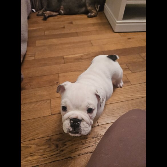English Bulldog