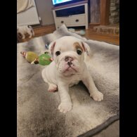 English Bulldog