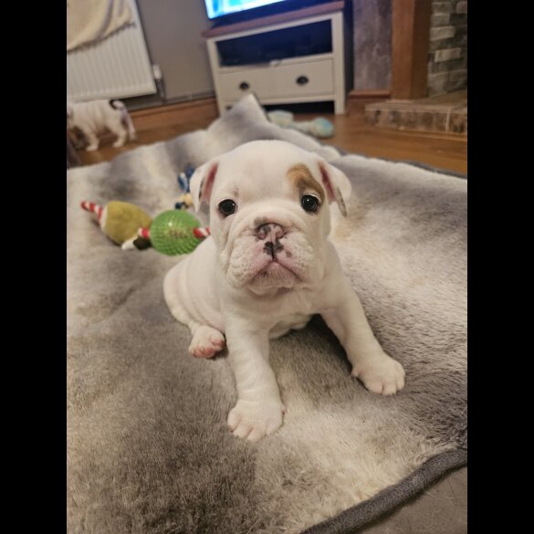 English Bulldog