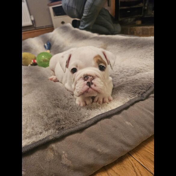 English Bulldog