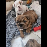 English Bulldog