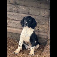 English Springer Spaniel - Both