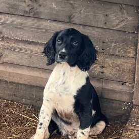 English Springer Spaniel - Both
