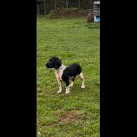 English Springer Spaniel - Both