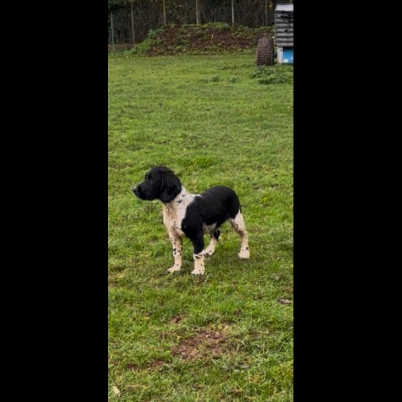 English Springer Spaniel - Both
