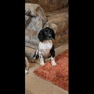 English Springer Spaniel - Both