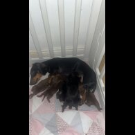 Dachshund (Smooth Haired)