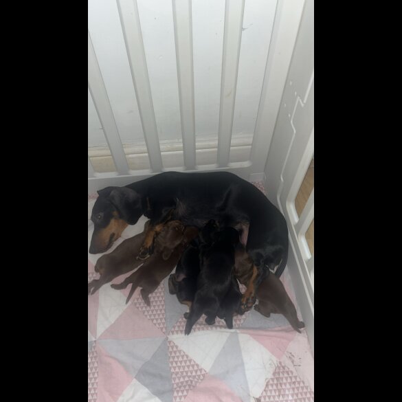 Dachshund (Smooth Haired)