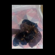 Dachshund (Smooth Haired)