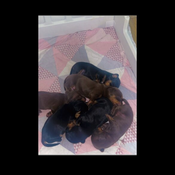 Dachshund (Smooth Haired)