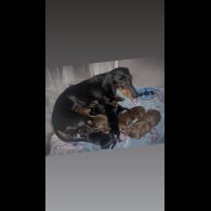 Dachshund (Smooth Haired)