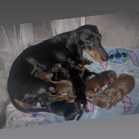 Dachshund (Smooth Haired)