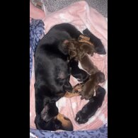 Dachshund (Smooth Haired)