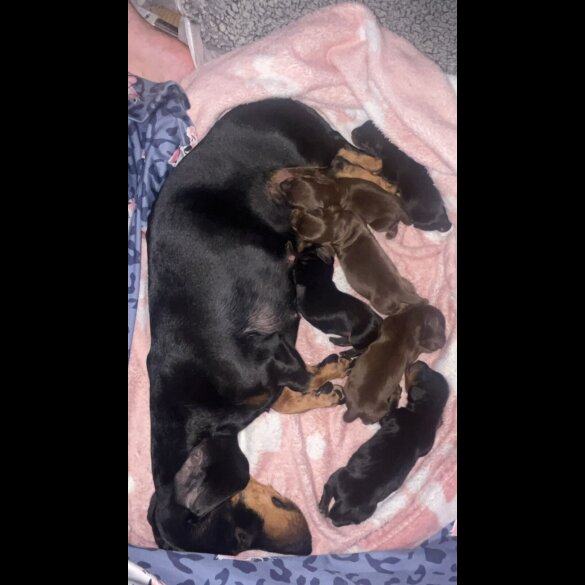 Dachshund (Smooth Haired)