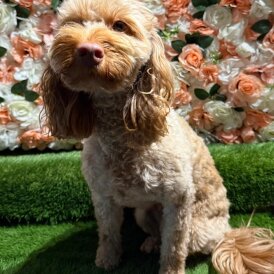 Cockapoo