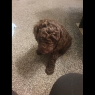 Cockapoo