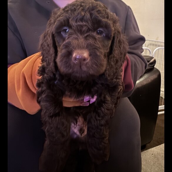 Cockapoo