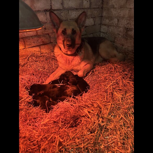 German Shepherd (Alsatian)