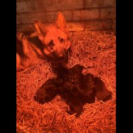 German Shepherd (Alsatian)