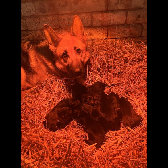 German Shepherd (Alsatian)