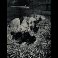 German Shepherd (Alsatian)