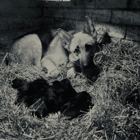 German Shepherd (Alsatian)