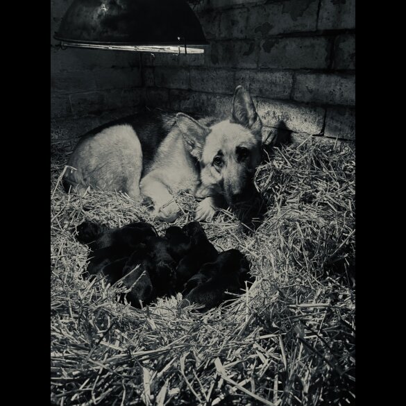 German Shepherd (Alsatian)