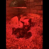 German Shepherd (Alsatian)