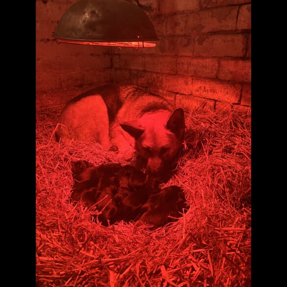 German Shepherd (Alsatian)