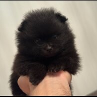 Pomeranian