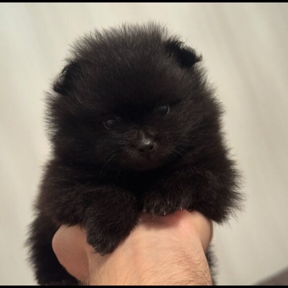 Pomeranian