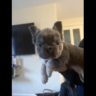 French Bulldog