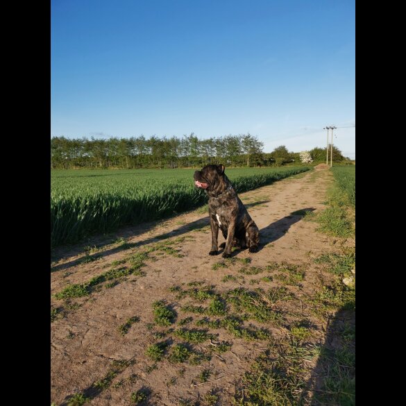 Cane Corso