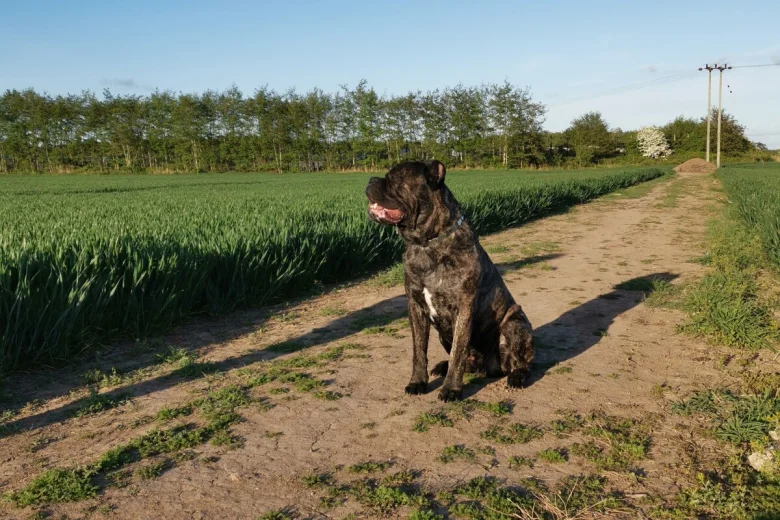 Cane Corso