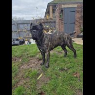 Cane Corso
