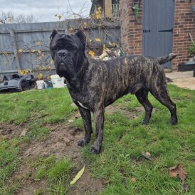 Cane Corso
