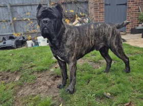 Cane Corso