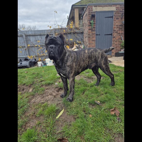 Cane Corso