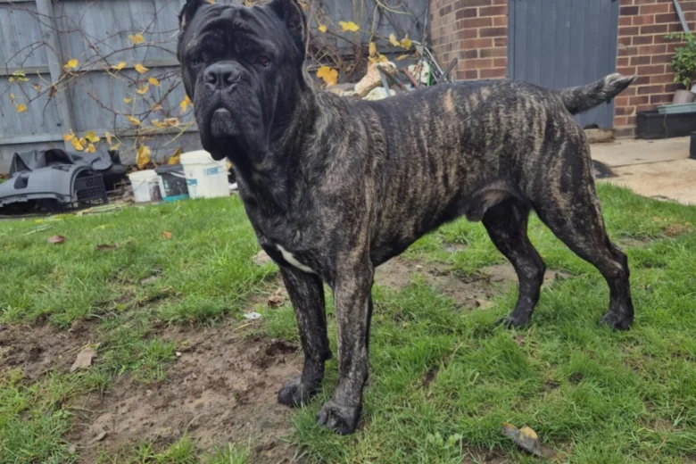 Cane Corso
