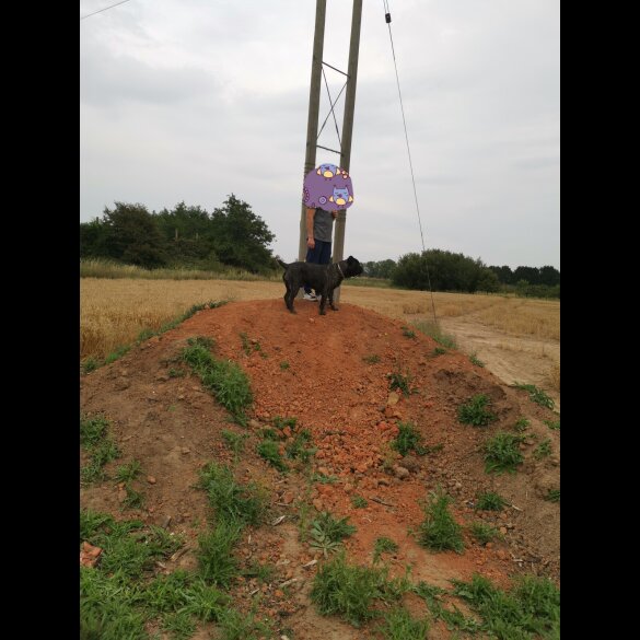 Cane Corso