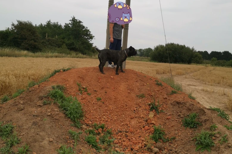 Cane Corso