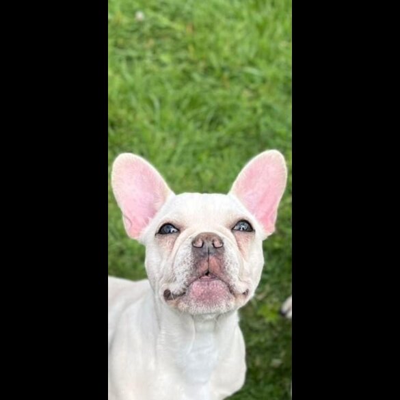French Bulldog