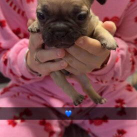French Bulldog